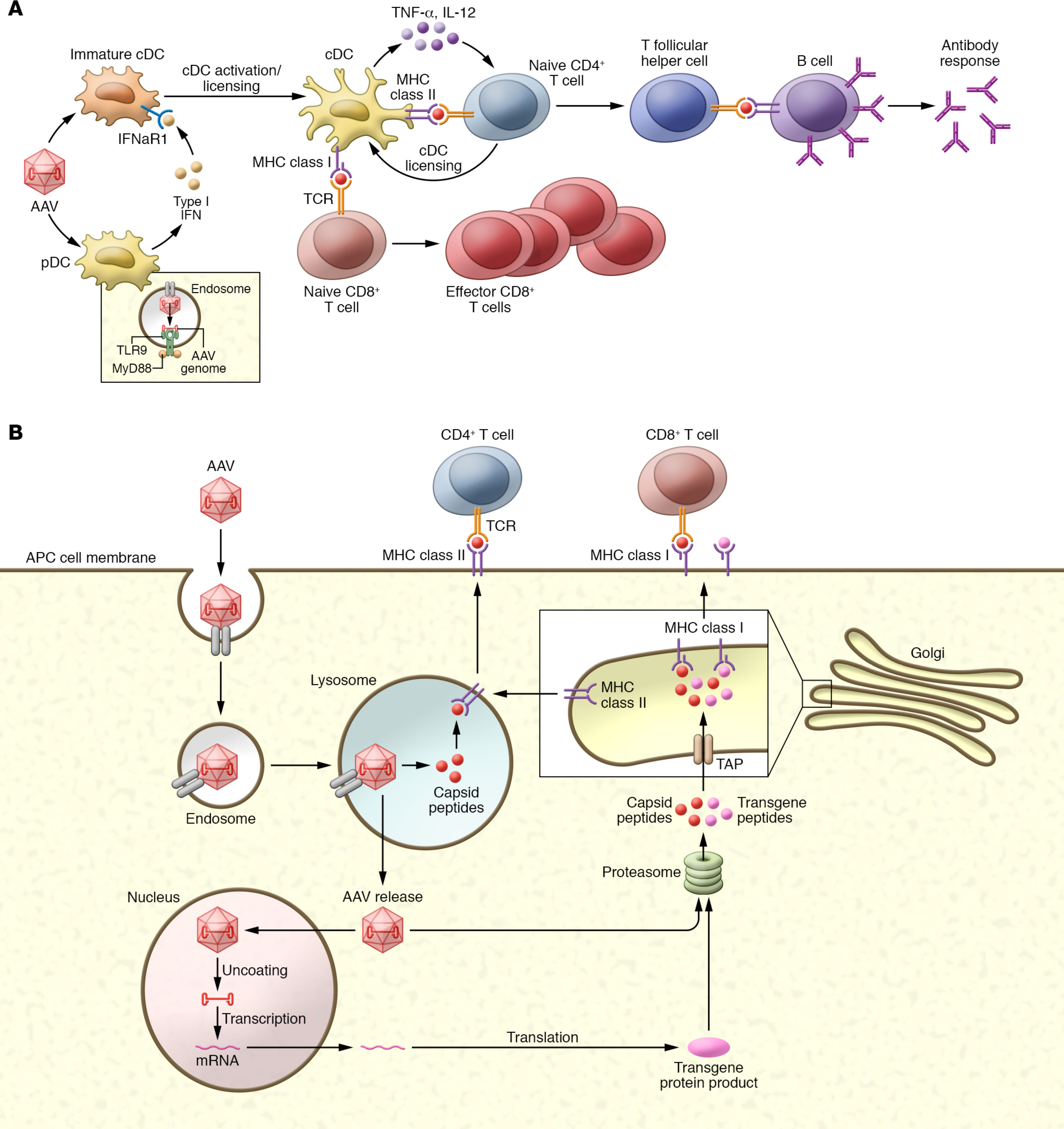 immunology.jpg