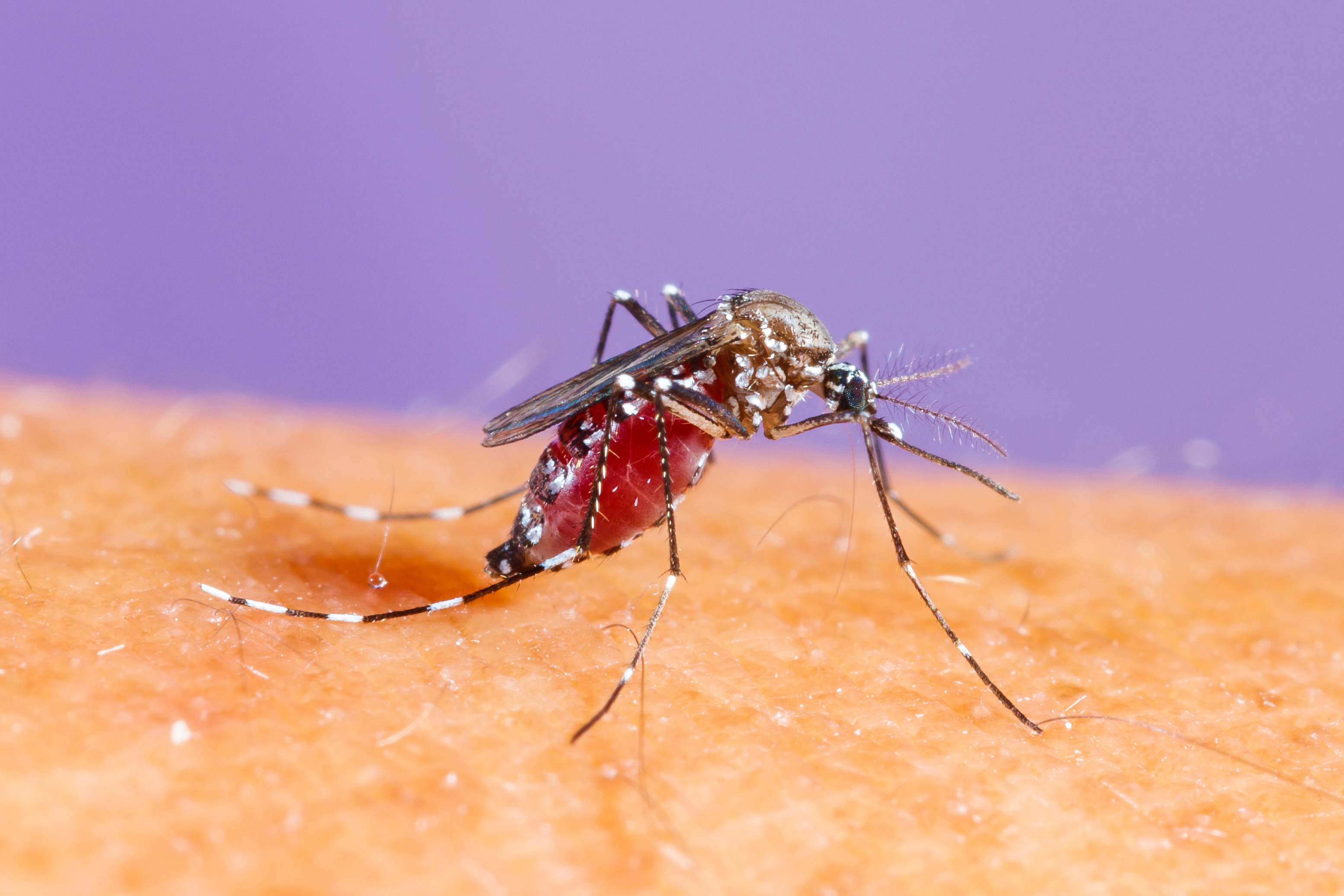 mosquito on skin