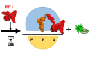 70s Ribosome conformation