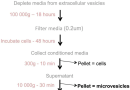 Loading of Extracellular Vesicles with Chemically Stabilized Hydrophobic siRNAs for the Treatment of Disease in the Central Nervous System.