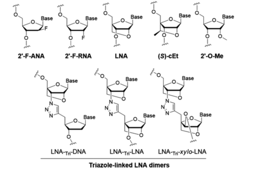 Frataxin Activation; Locked Nucleic Acid