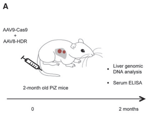 In vivo Genome Editing Partially Restores Alpha1-Antitrypsin in a Murine Model of AAT Deficiency