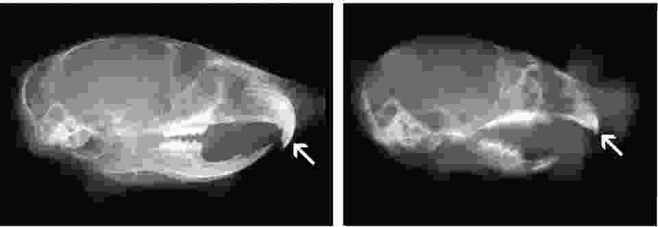 Skulls from 30 day old mice were hemisected and X-rayed. On the left is a wild type mouse; on the right is a TRANCE (RANKL) knockout. Teeth do not erupt in this severely osteopetrotic model, as can be seen for incisors, indicated by arrows, and also for molars, which remain encased in the bone. (see Kim, N, et al. 2000. Proc Nat Academy of Sciences, USA 97 (20):10905-10910, AND Odgren, PR, et al. 2003, Connective Tissue Research 44(suppl 1):264-271).