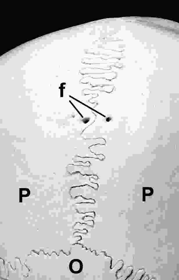 Image shows the upper posterior region of a human skull, including the highly convoluted suture joining the parietal bones (P) and the occipital bone (O), called the lambdoid suture. Two openings for nerves and blood vessels, foramen (f) are indicated. Sutures form at the intersection of bones that grow via intramembranous ossification, in contrast to limb bones and vertebrae, which grow by endochondral ossification (see Odgren et al., 2004. “Bone Structure,” in Encyclopedia of Endocrine Diseases, L Martini, ed. Vol. 1:392-400. Academic Press, San Diego).