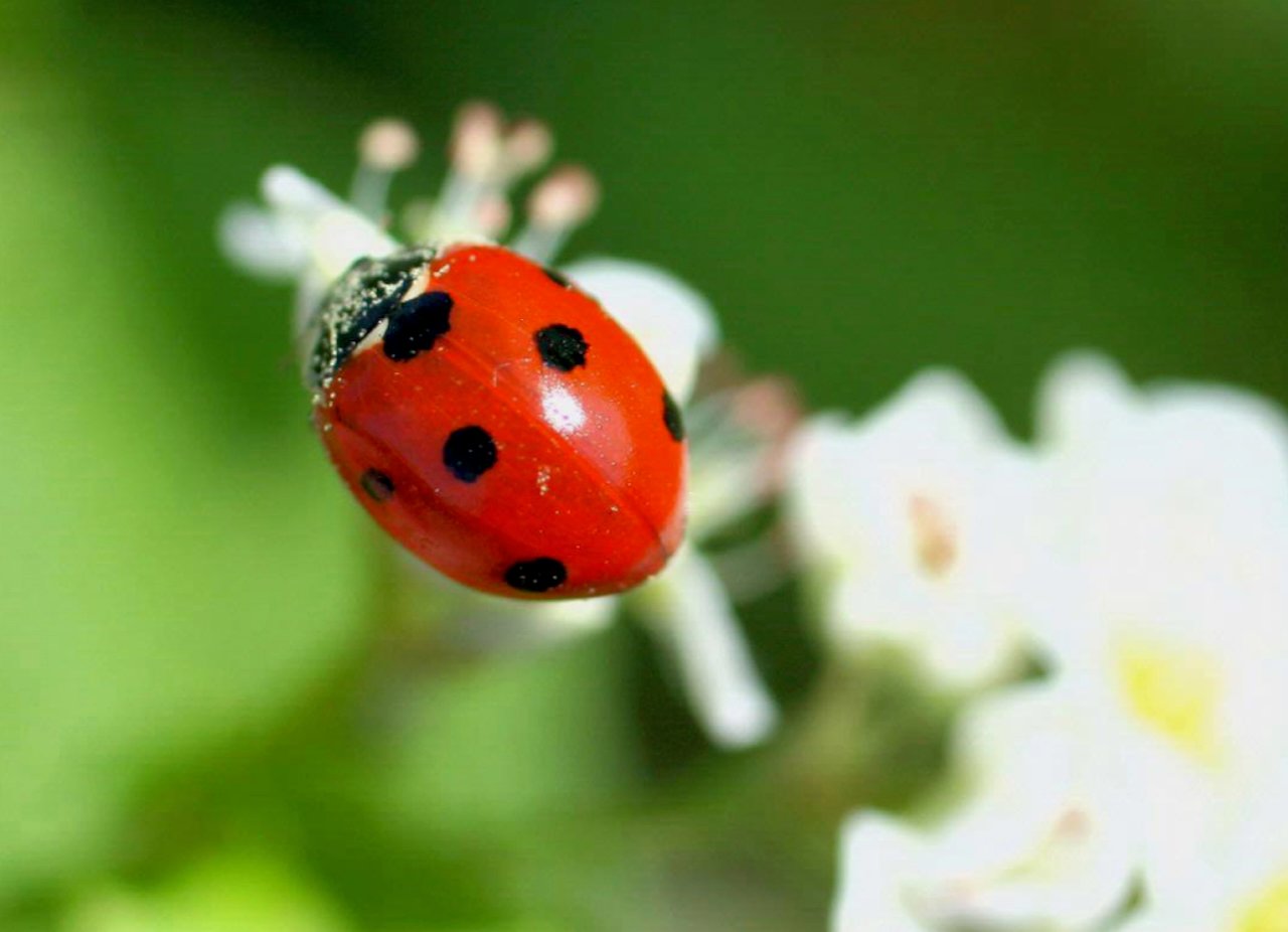 Ladybug