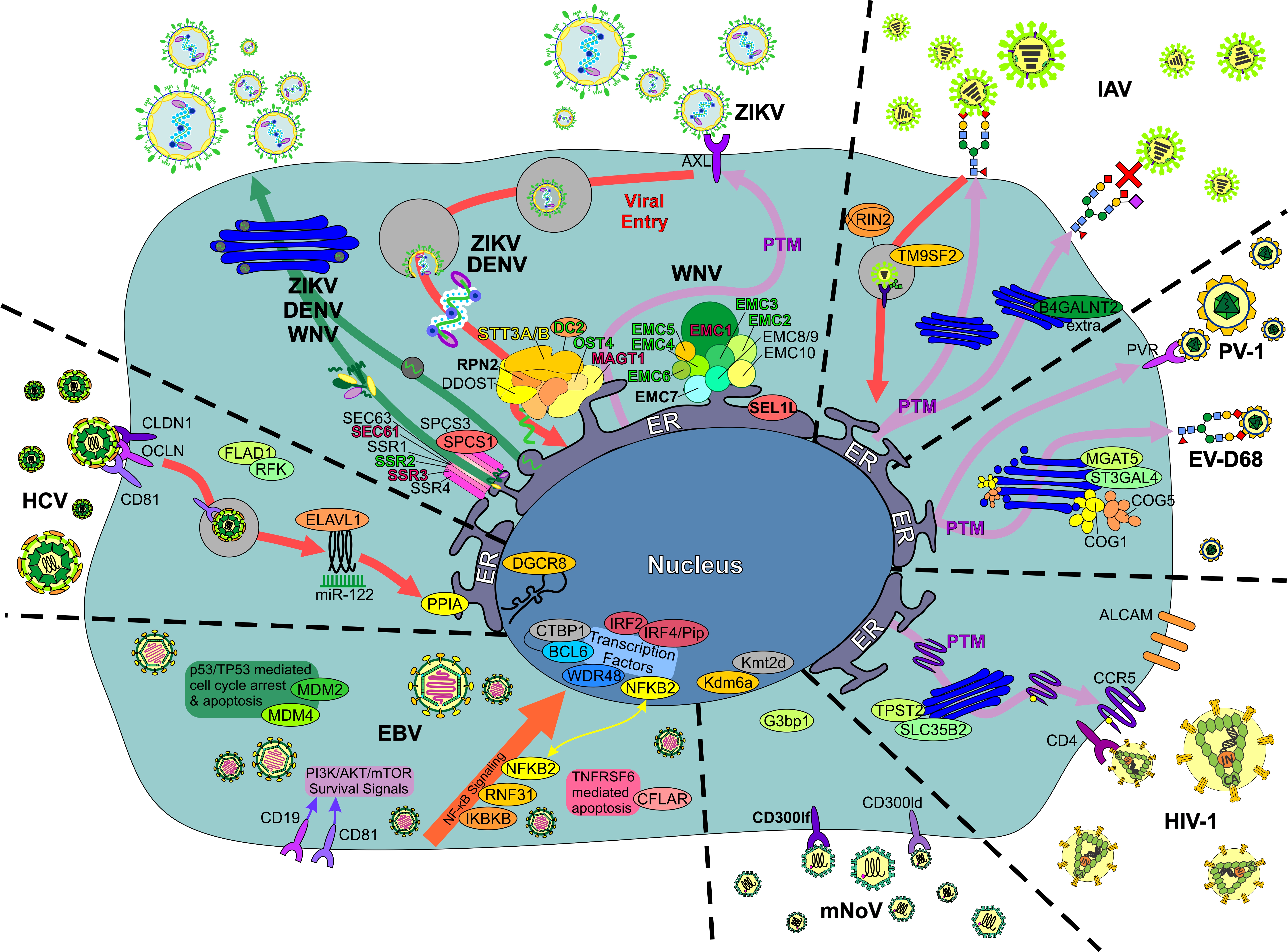 Zika Virus (red) is blocked with the loss of EMC1 (right) compared to control (left)