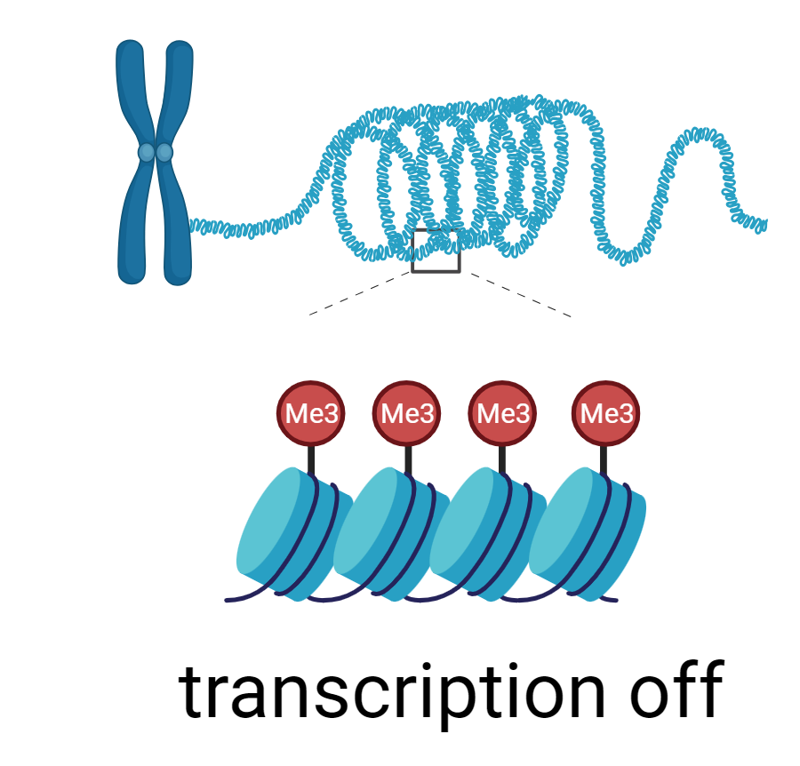 epigenetic_silencing