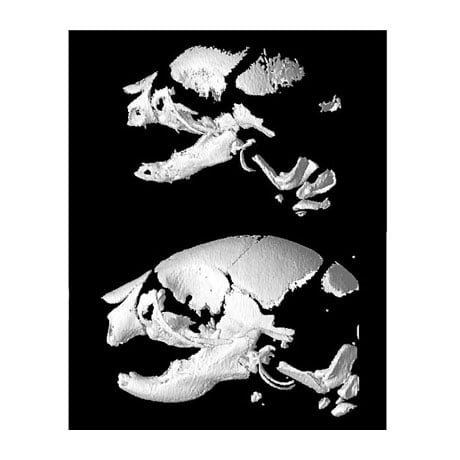 Micro-CT scan reveals reduced mineralization in Mdm2-null bone.