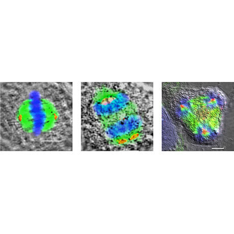 MdmX regulates centrosome clustering in p53-null cells.