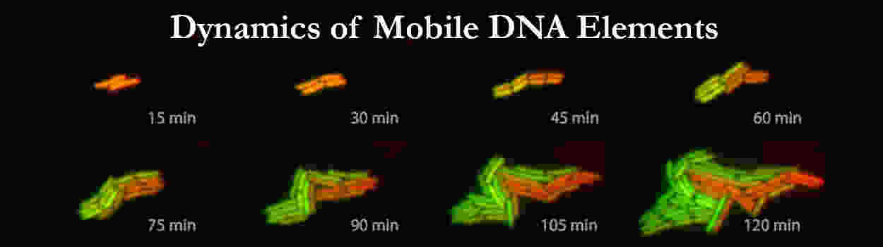 Bacteria Multiplying