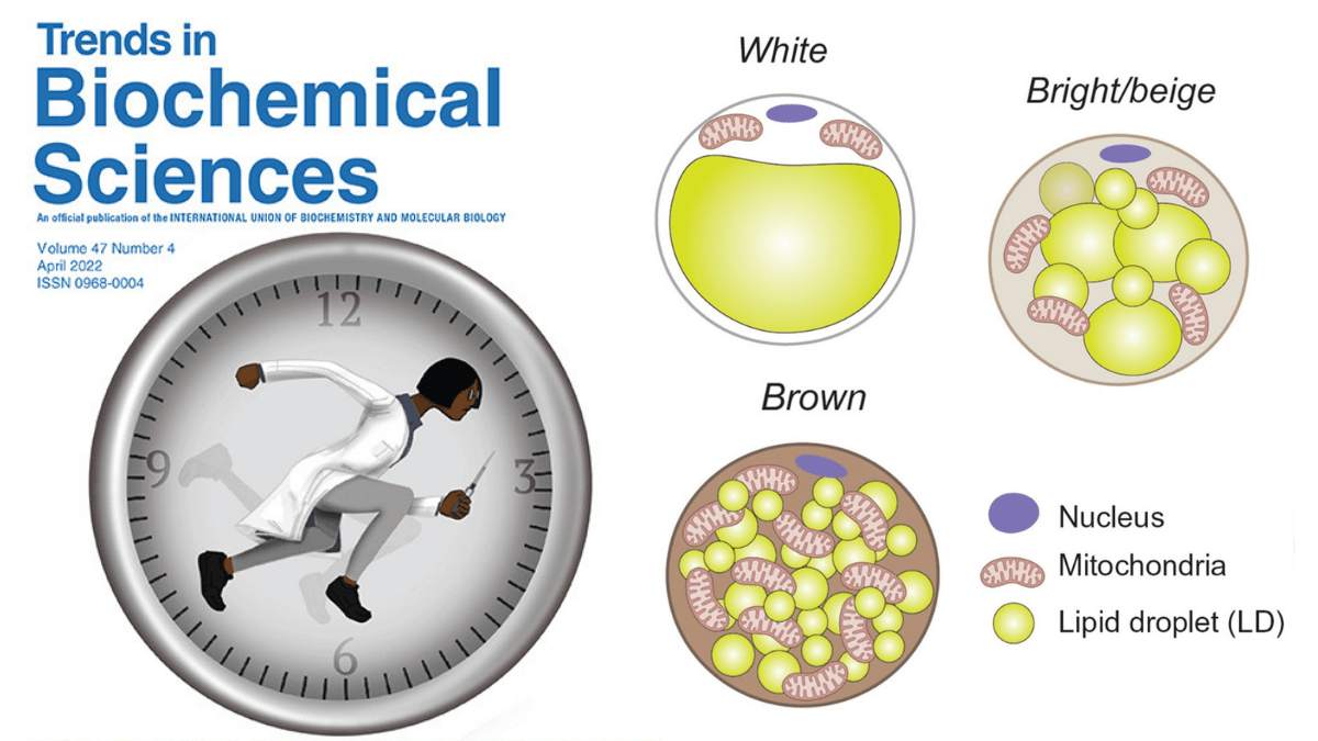 Brown Adipose Tissue