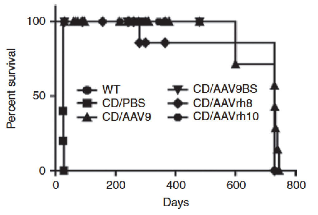 Canavan Disease gene Therapy