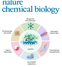 Circularly permuted LOV2 as a modular photoswitch for optogenetic engineering.