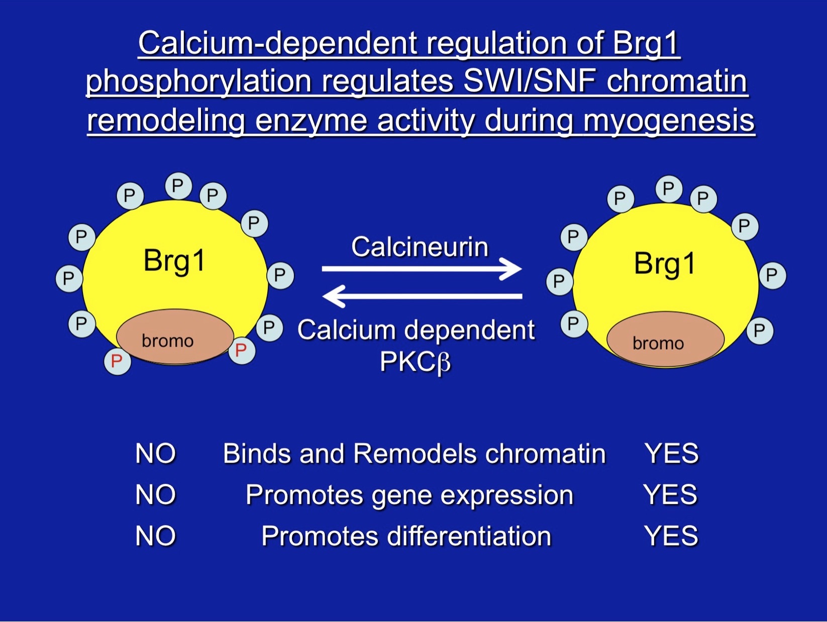 Calcium-dependent regulation