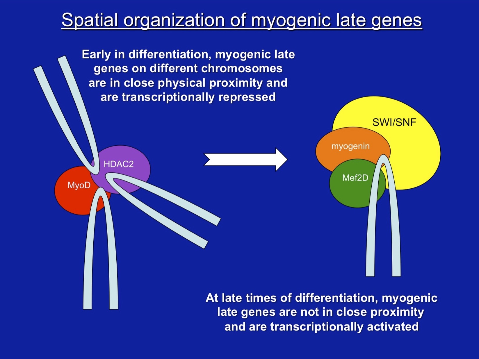 Spatial organization of myogenic late genes