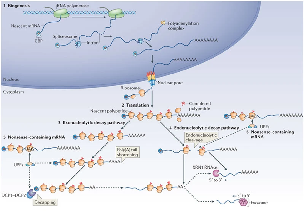 Welcome to Jacobson Lab