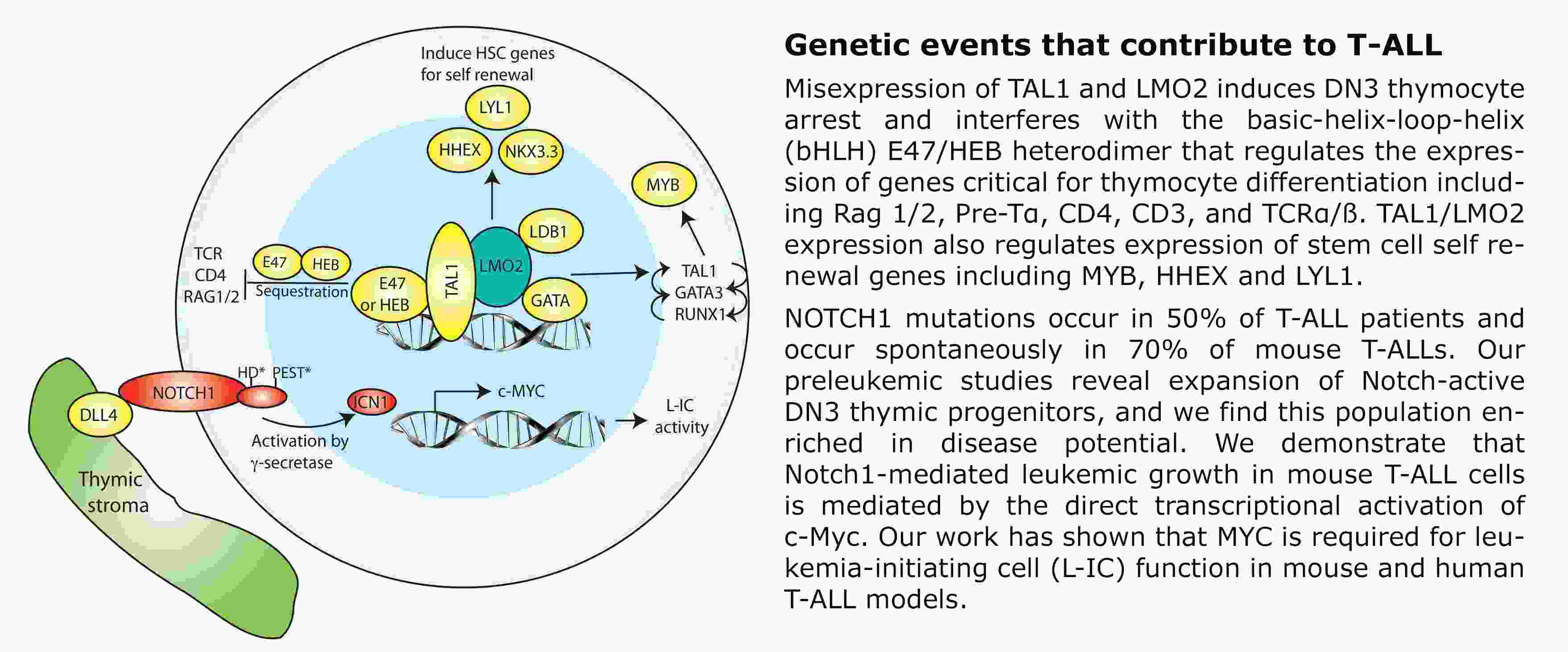 a-T-CELL_slider1.png