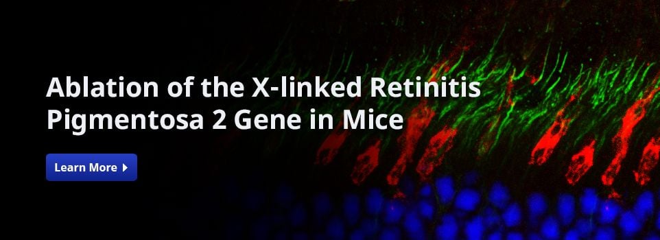 Ablation of the X-linked Retinitis Pigmentosa 2 Gene in Mice