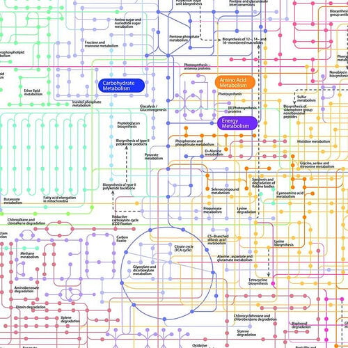 Investigating toxic metabolite pathways