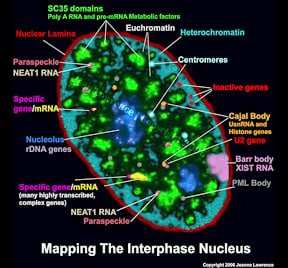 MappingInterphaseNucleusWatermark