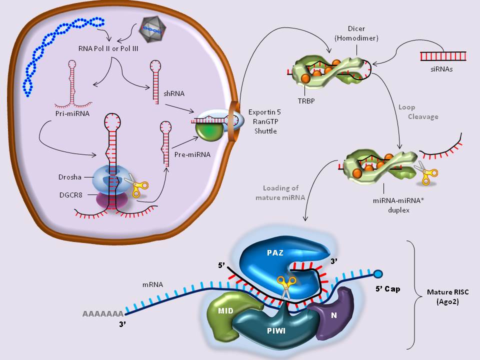 Artificial miRNAs