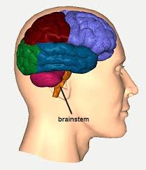 Brain Stem