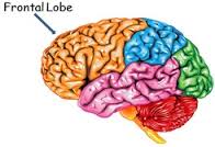 Frontal Lobe