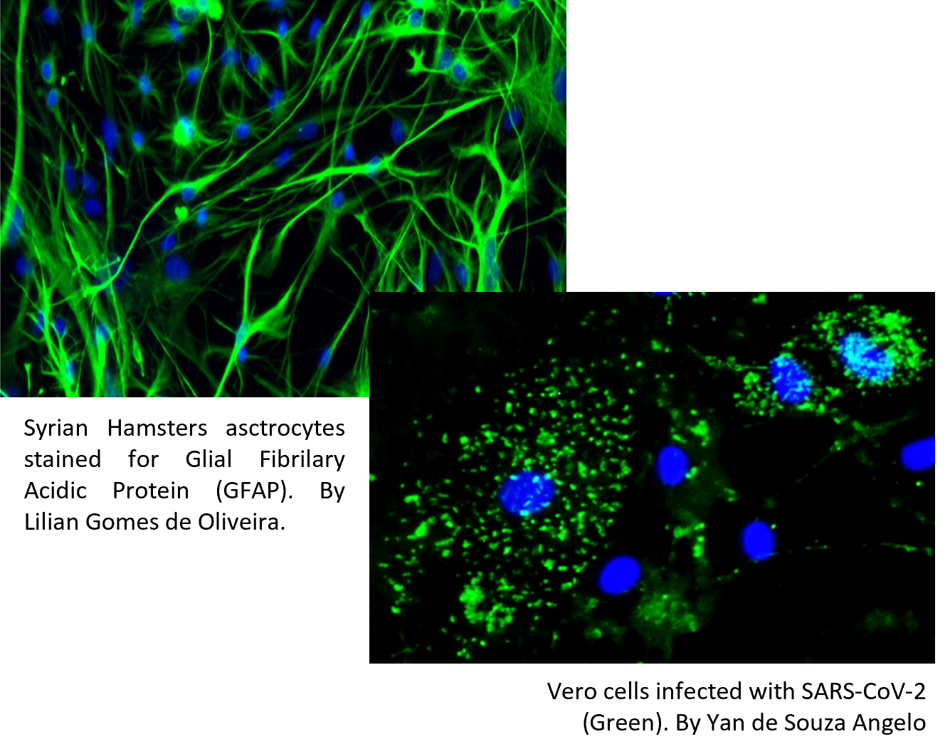 cell images relating to research findings