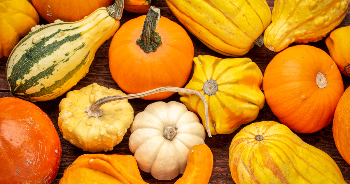 squash-season-nutrition-blog-post.jpg