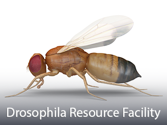  Cores-Drosophila.png