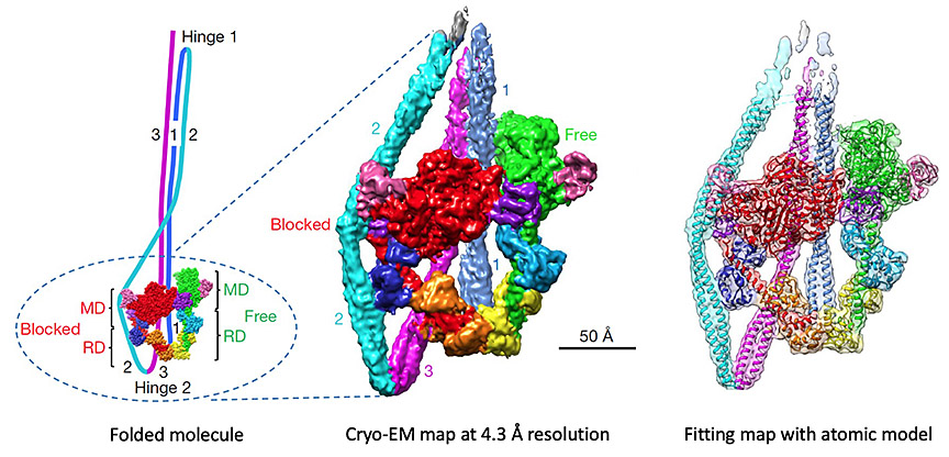 Padrón-Craig Lab - UMass Chan - 10S-myosin