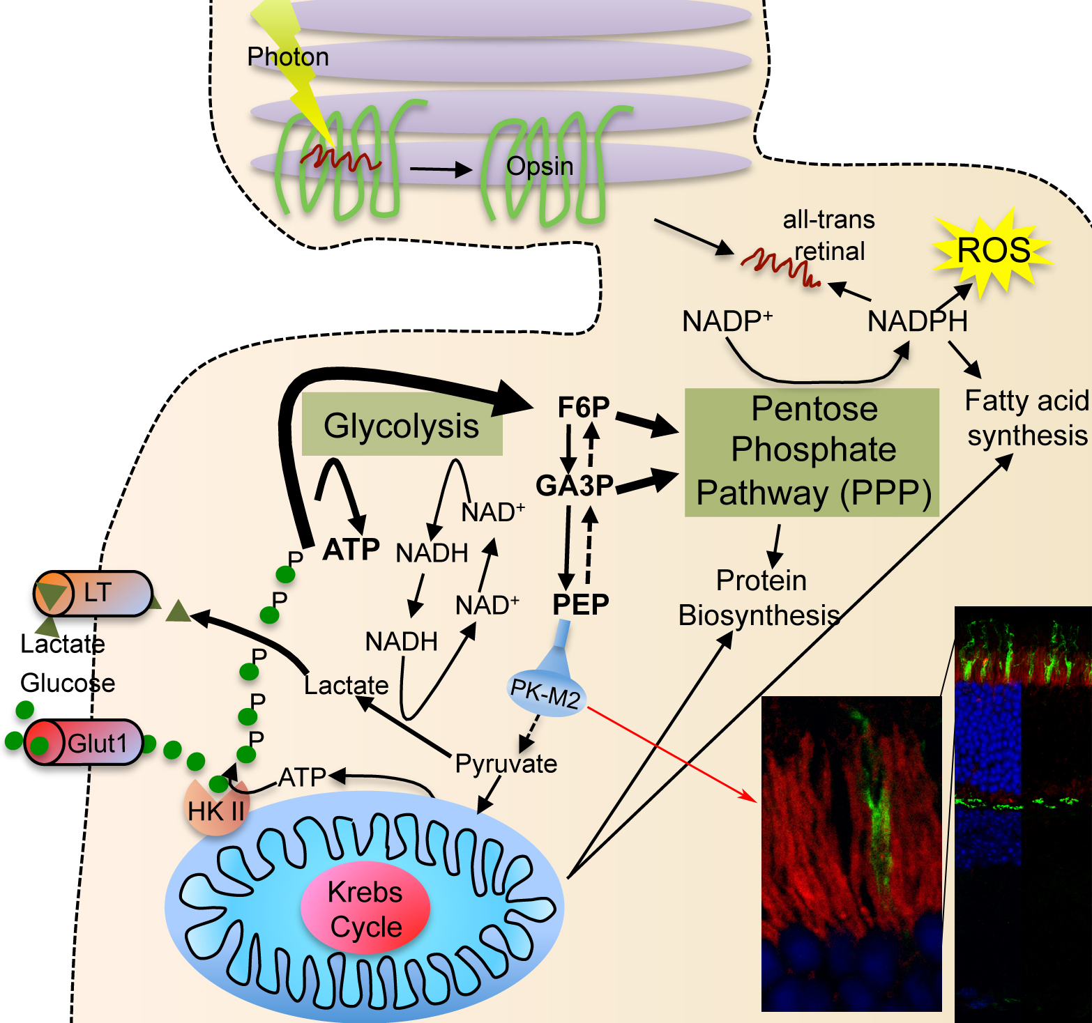 Photoreceptor Metabolism