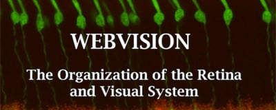 Webvision-link