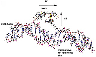 showing the formation of a non-emitting dye pair formed by the ODN-linked Cy5.5 and 800CW donor/acceptor