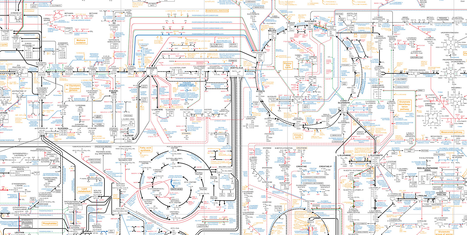 Metabolic Pathway