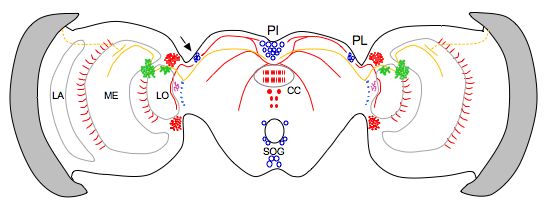 brain-clocks-circuits.png