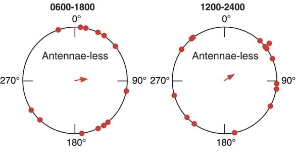 antennaless.jpg