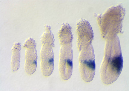 Embryos