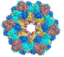 model system for investigating intersubunit communication with nanosecond time resolution