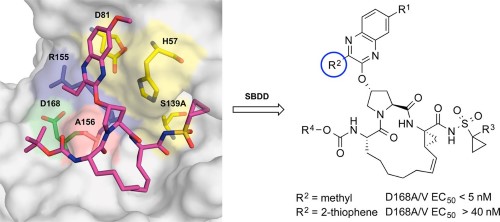 Hepatitis C Virus NS3?4A Protease Inhibitors Incorporating Flexible P2 Quinoxalines Target Drug Resistant Viral Variants.