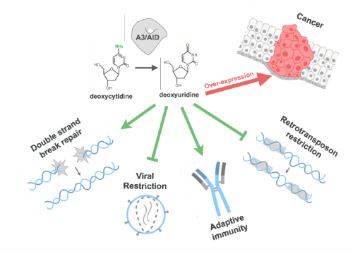 Host Factors (APOBEC3s):  Enzymes that Introduce Diversity into Genomes