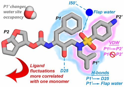 Interdependence of Inhibitor Recognition in HIV-1 Protease.