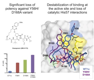 Molecular Mechanism of Resistance in a Clinically Significant Double-Mutant Variant of HCV NS3/4A Protease.