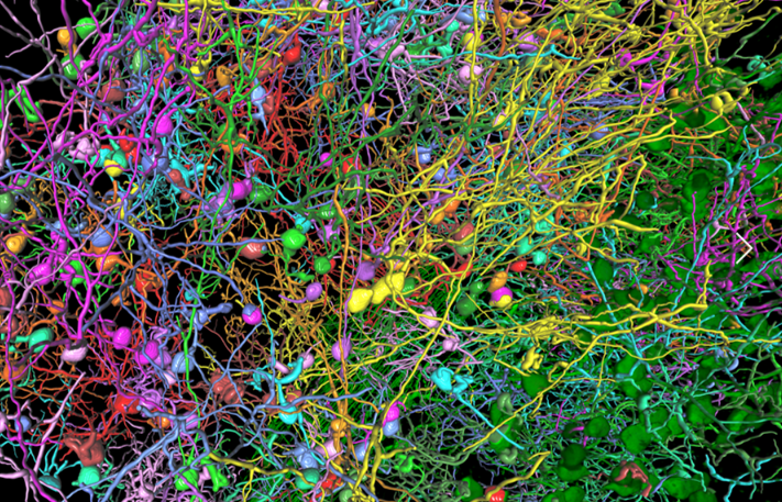 3D neurons