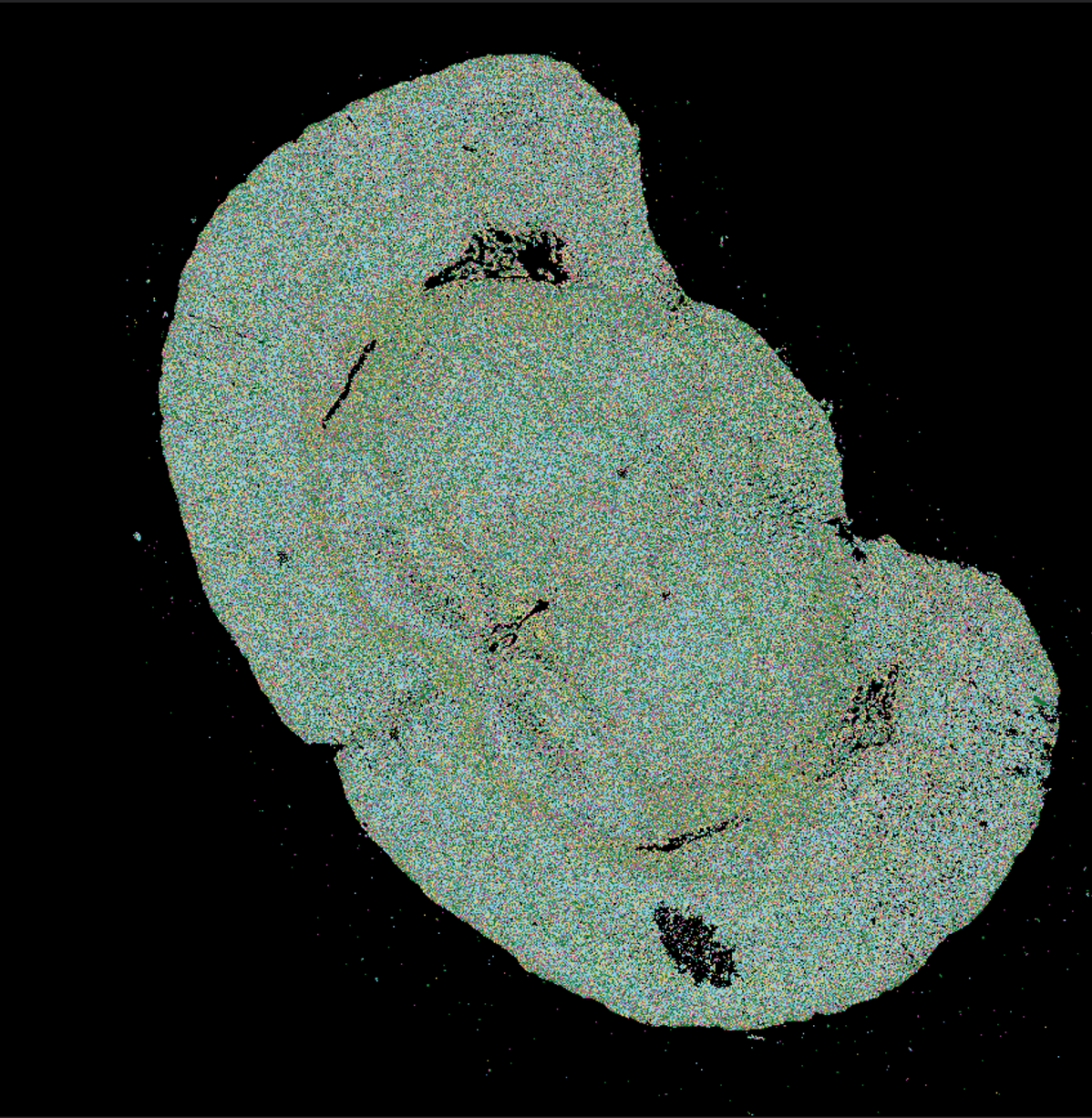 MERFISH data mouse brain section