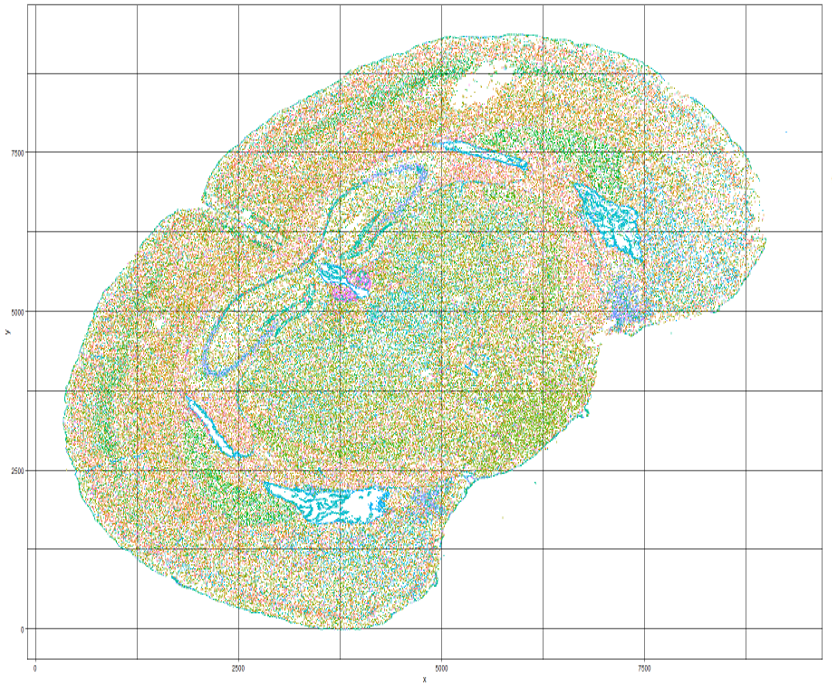 MERFISH data whole brain