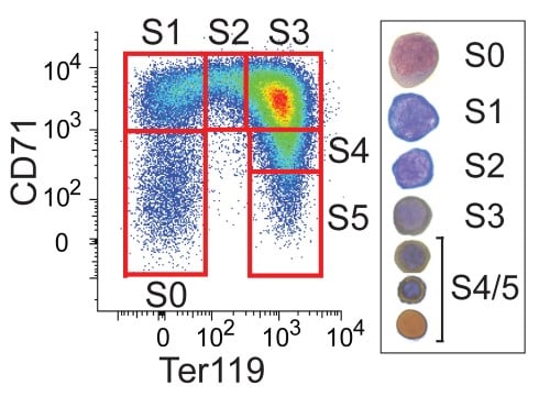 Flow Cytometry