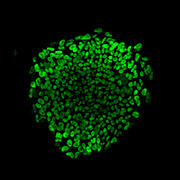 Transgenic Animal Modeling