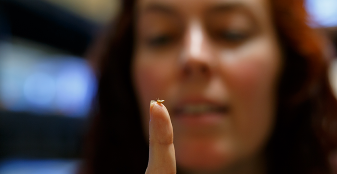 Heather Bruce holds a Parhyale specimen