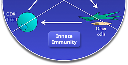 Innate Immunity